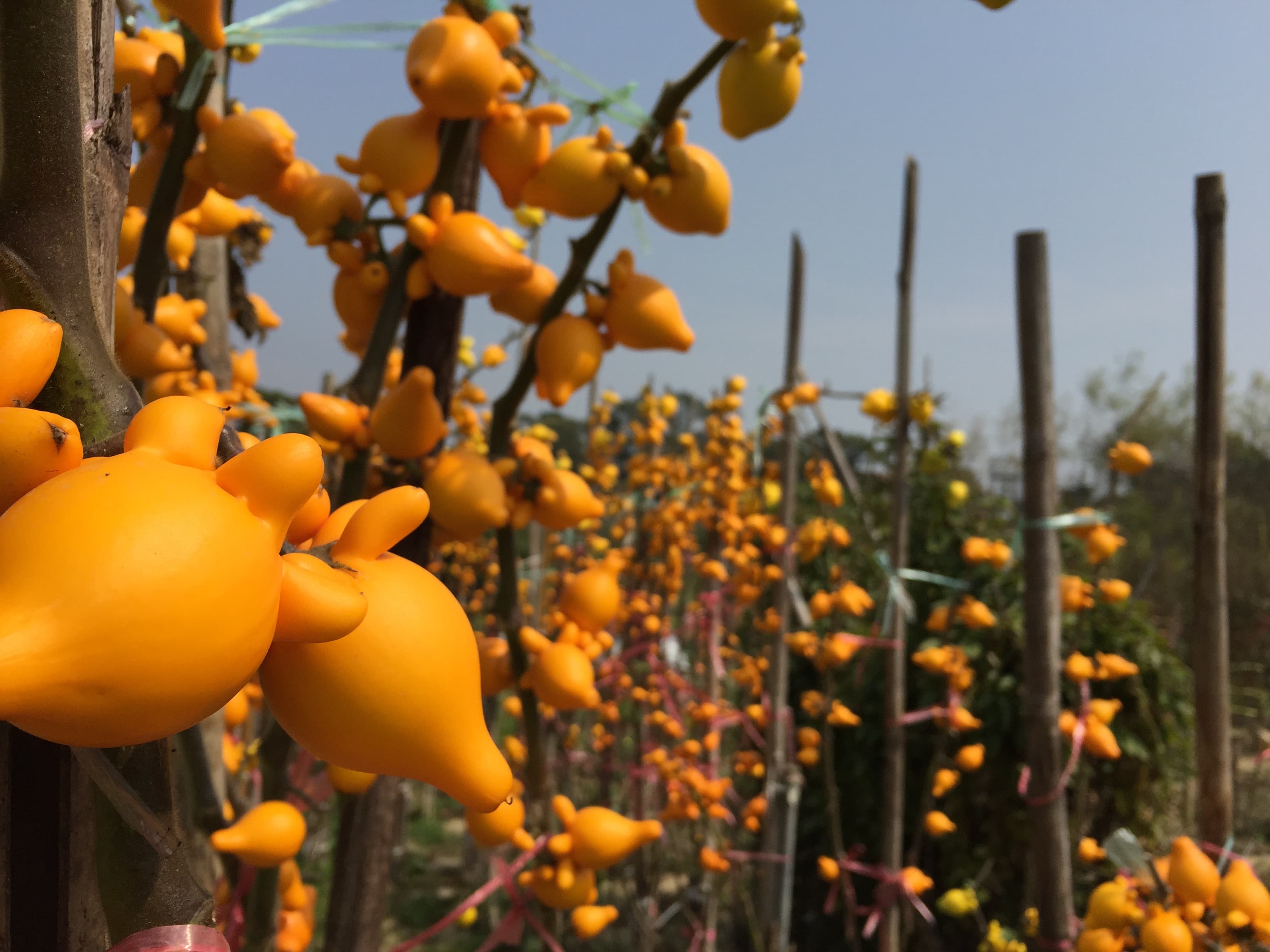 大埔林村國記桃花園供應合時本地桃花,歡迎零售批發