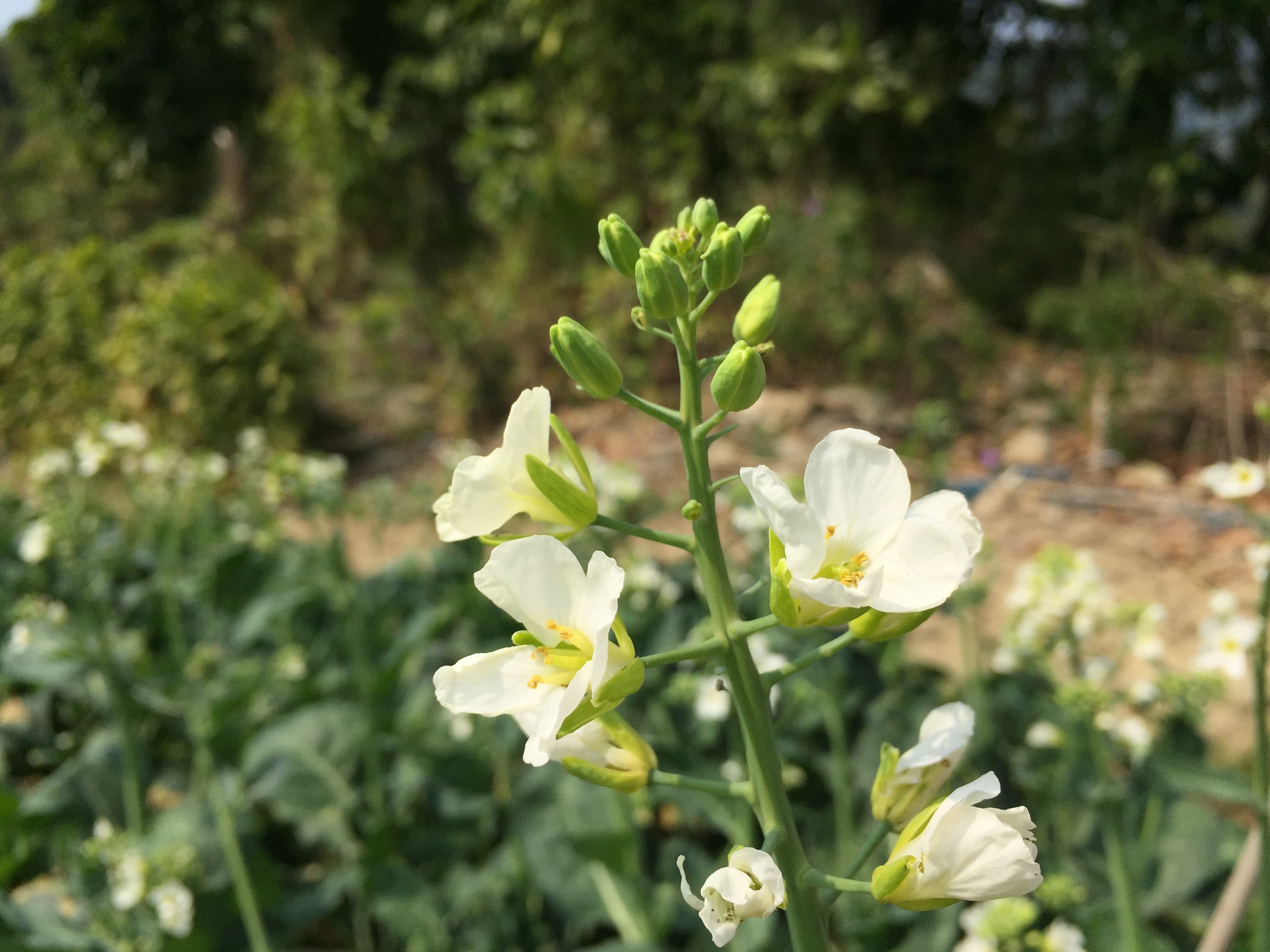 大埔林村國記桃花園供應合時本地桃花,歡迎零售批發